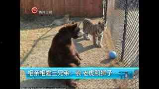 熊和狮子打架视频,森林霸主间的生死较量