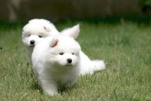 萨摩耶犬视频,雪域精灵的温馨瞬间