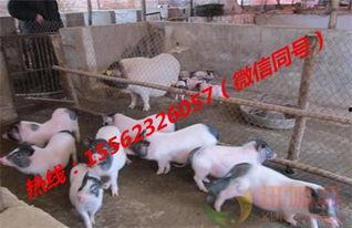 香猪视频,探寻萌宠美食背后的故事