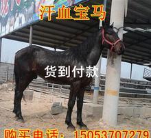 马牛配种视频播放