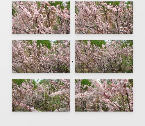 樱花视频素材无水印下载,无水印视频素材下载攻略