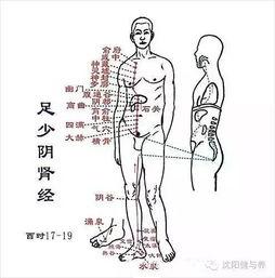 经络学基础教学视频,揭秘人体生命奥秘的经络系统
