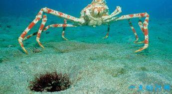 是深海鱼吗被透视频