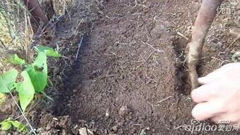 挖蚯蚓视频,跟随视频一起挖蚯蚓的奇妙之旅