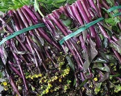 红菜苔种植视频,从播种到收获的实用技巧
